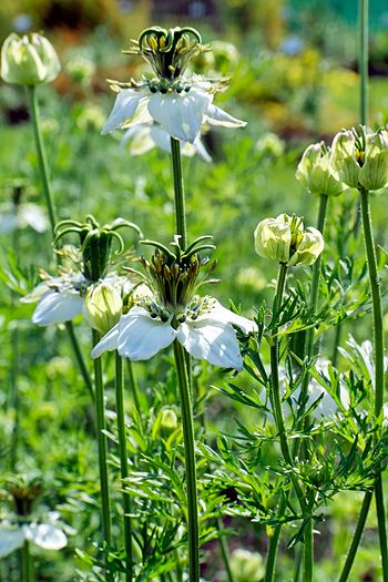 from oil how seeds extract Seeds  Oil  Atherogenesis. Nigella Sativa in Rainbow and